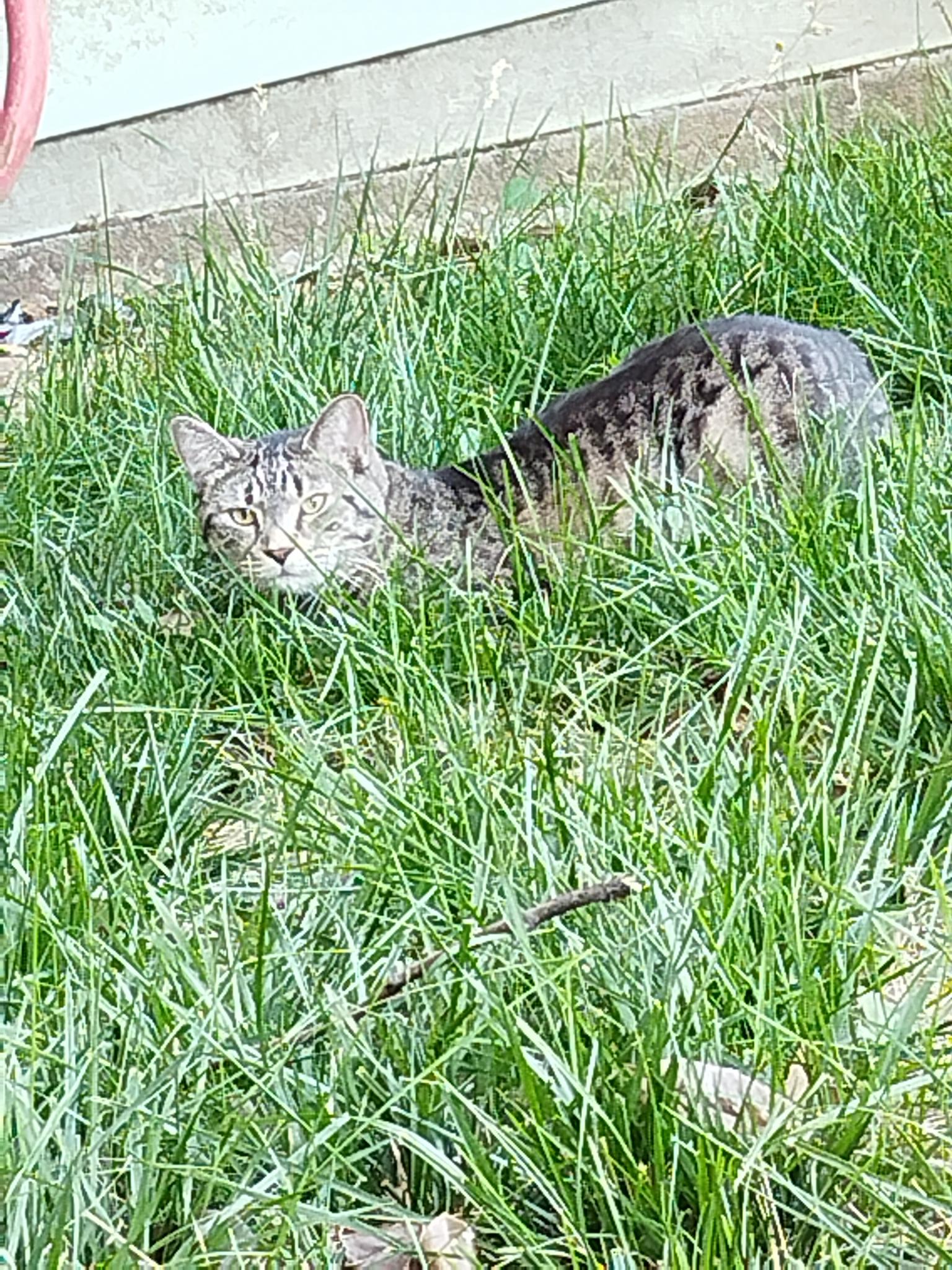 Backyard Creatures by Moccocheese