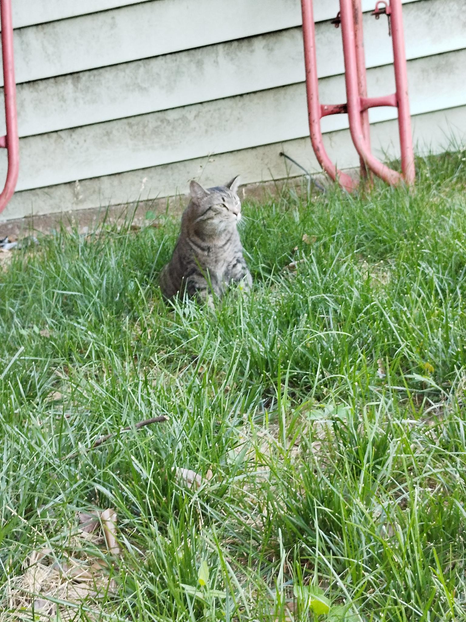 Backyard Creatures by Moccocheese