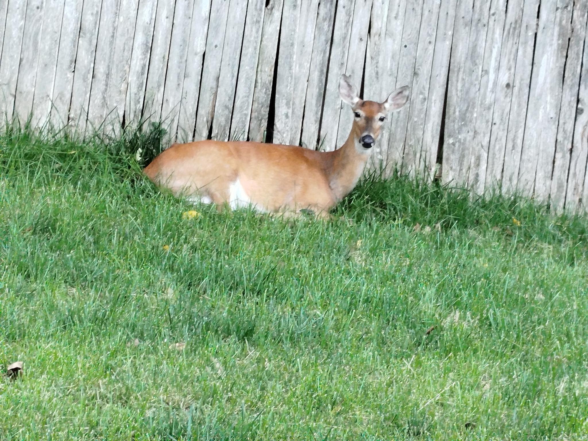 Backyard Creatures by Moccocheese