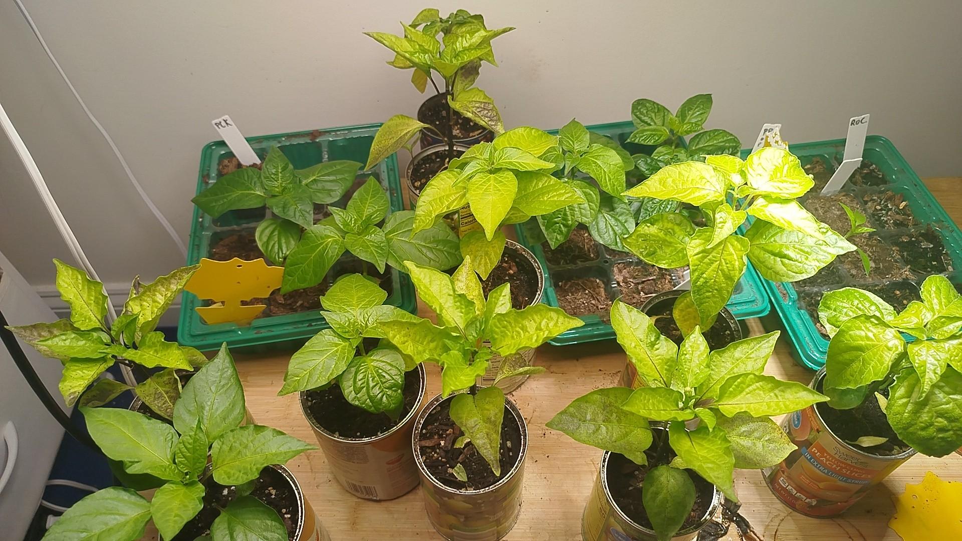 Pepper Plants by Moccocheese