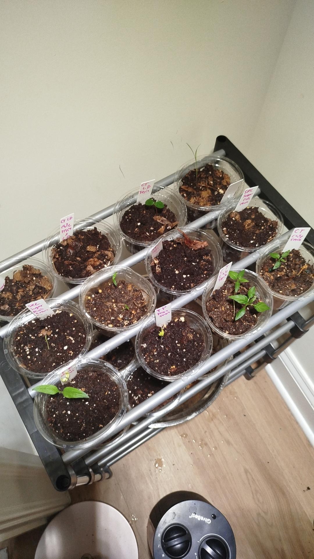 Pepper Plants by Moccocheese