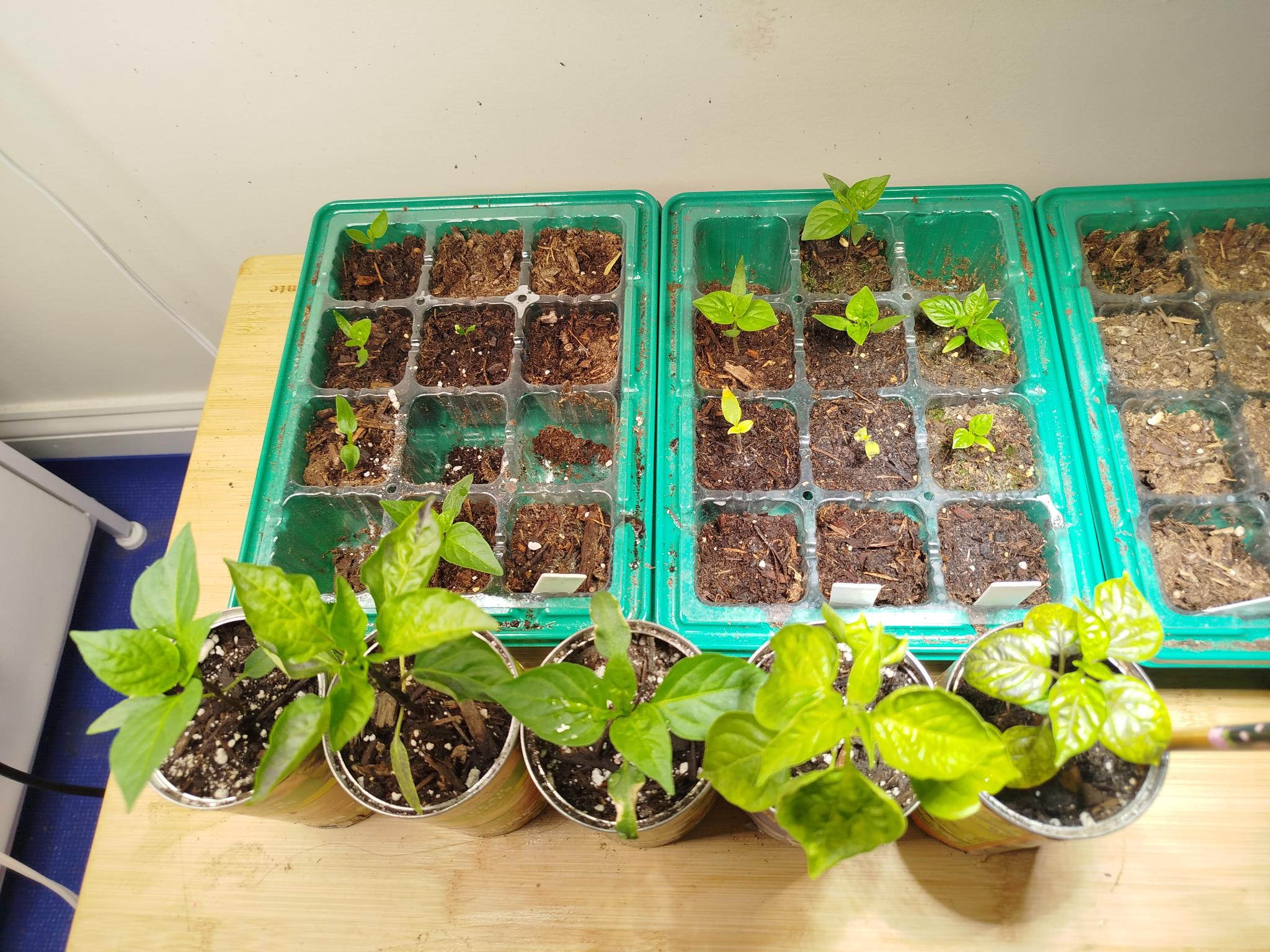 Pepper Plants by Moccocheese