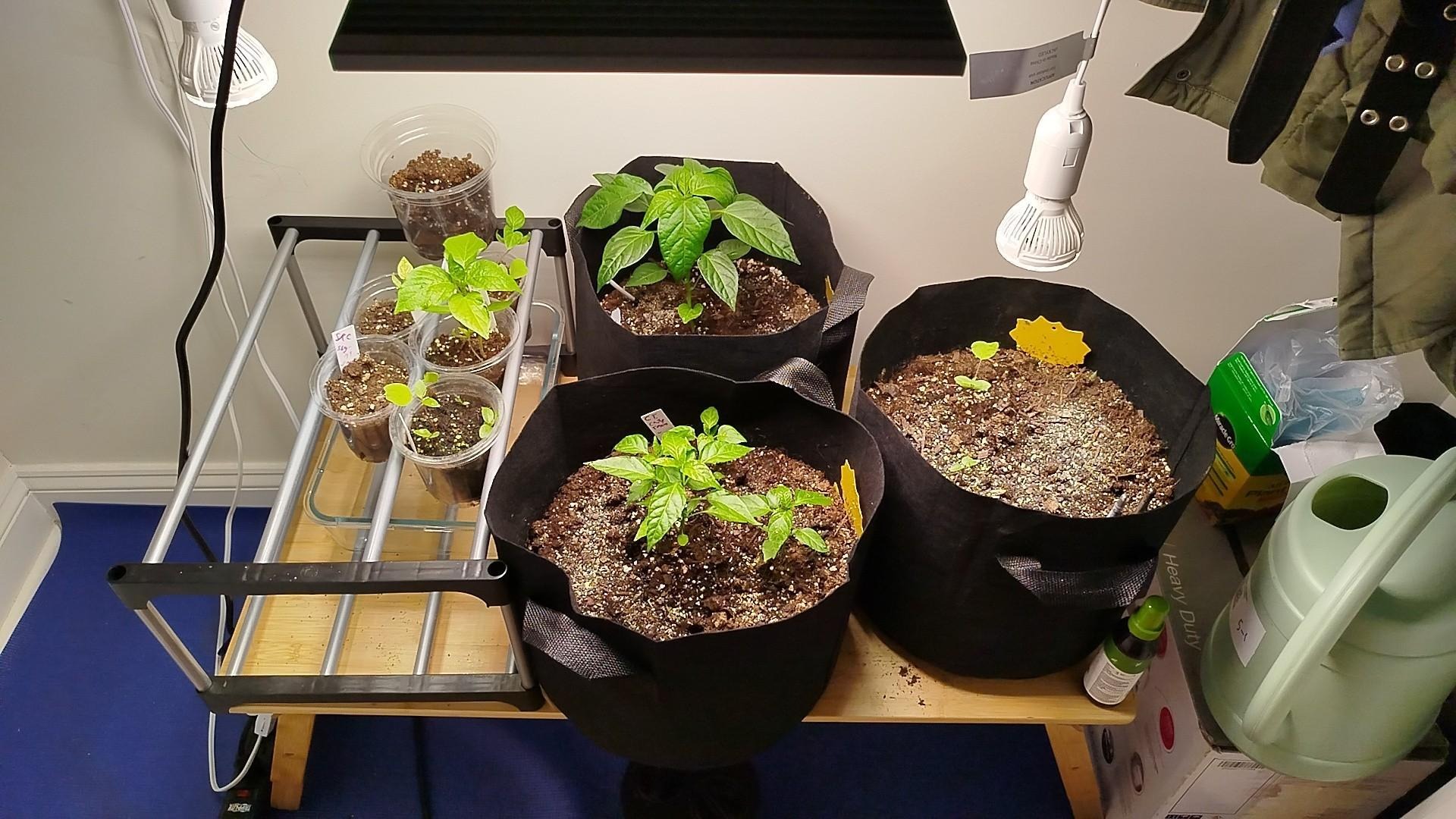 Pepper Plants by Moccocheese