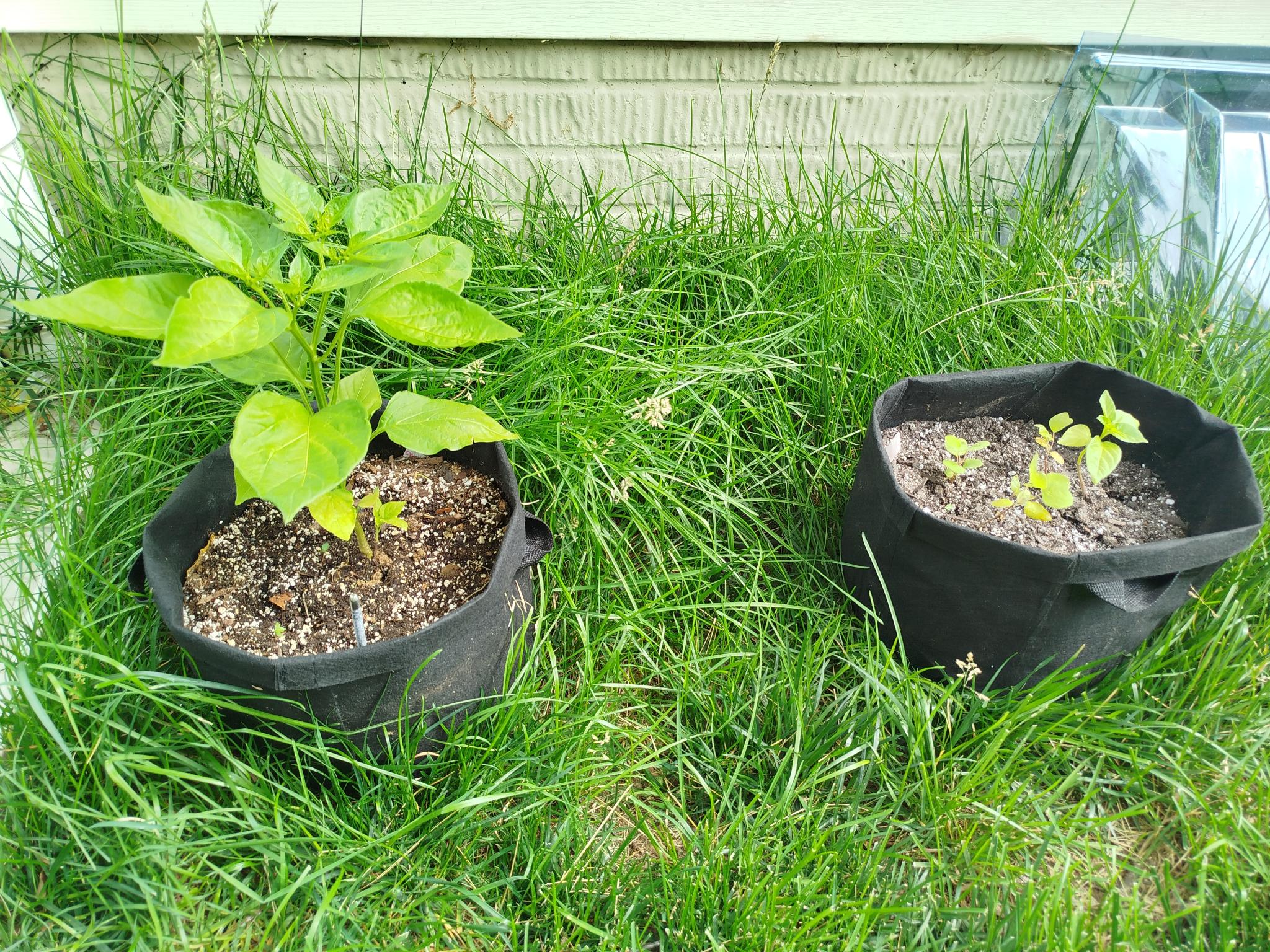 Pepper Plants by Moccocheese