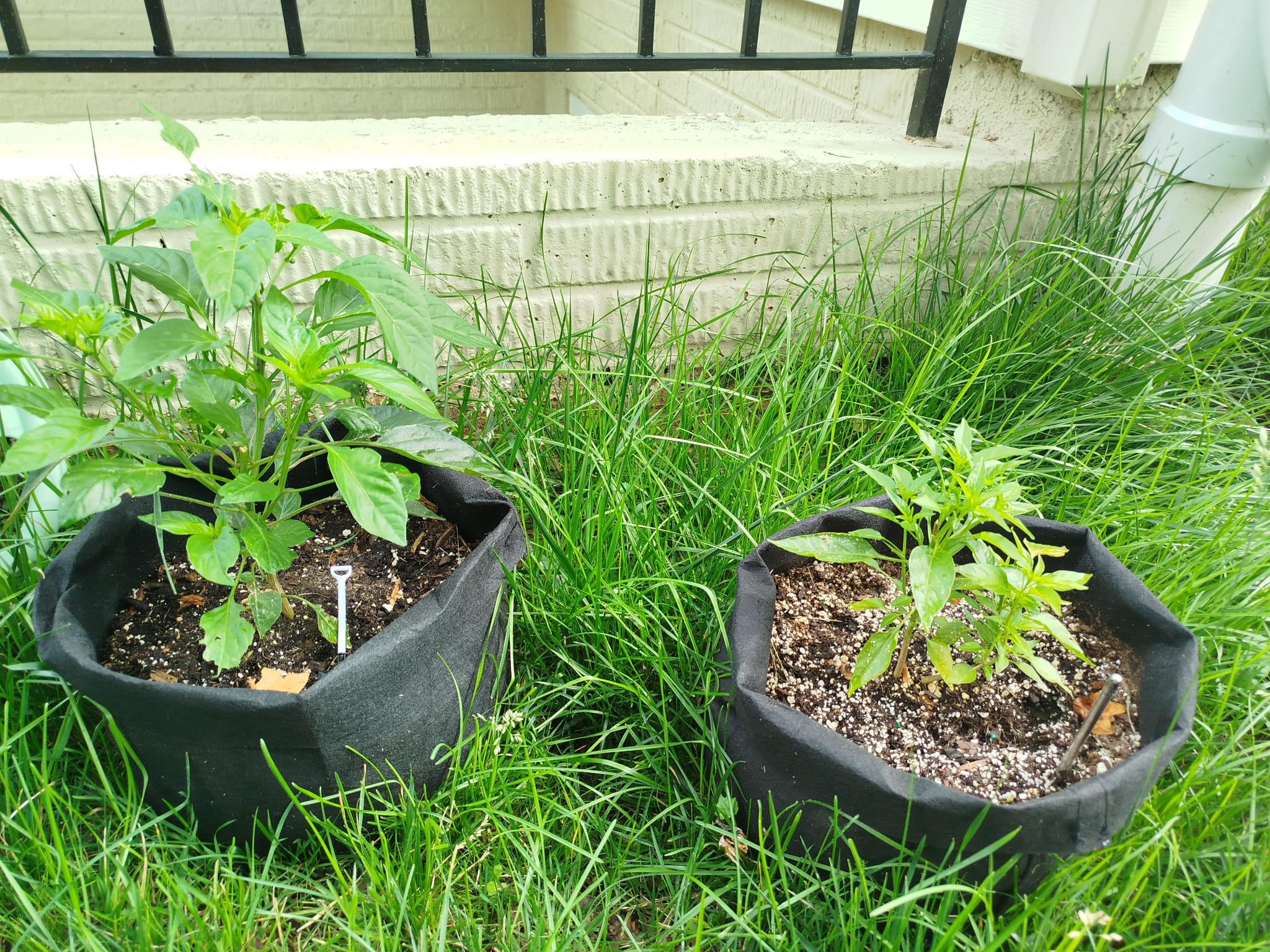 Pepper Plants by Moccocheese