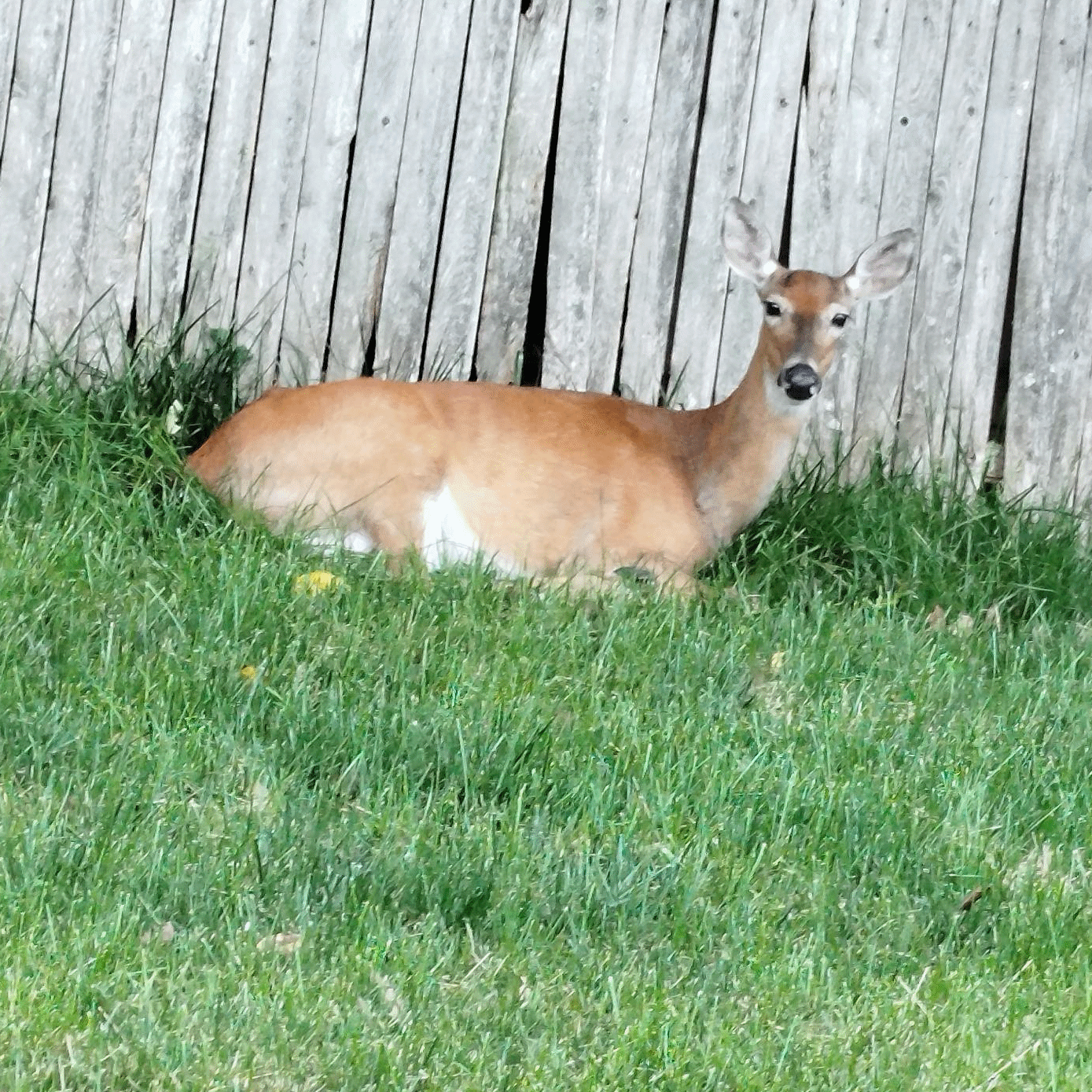 Backyard Creatures by Moccocheese