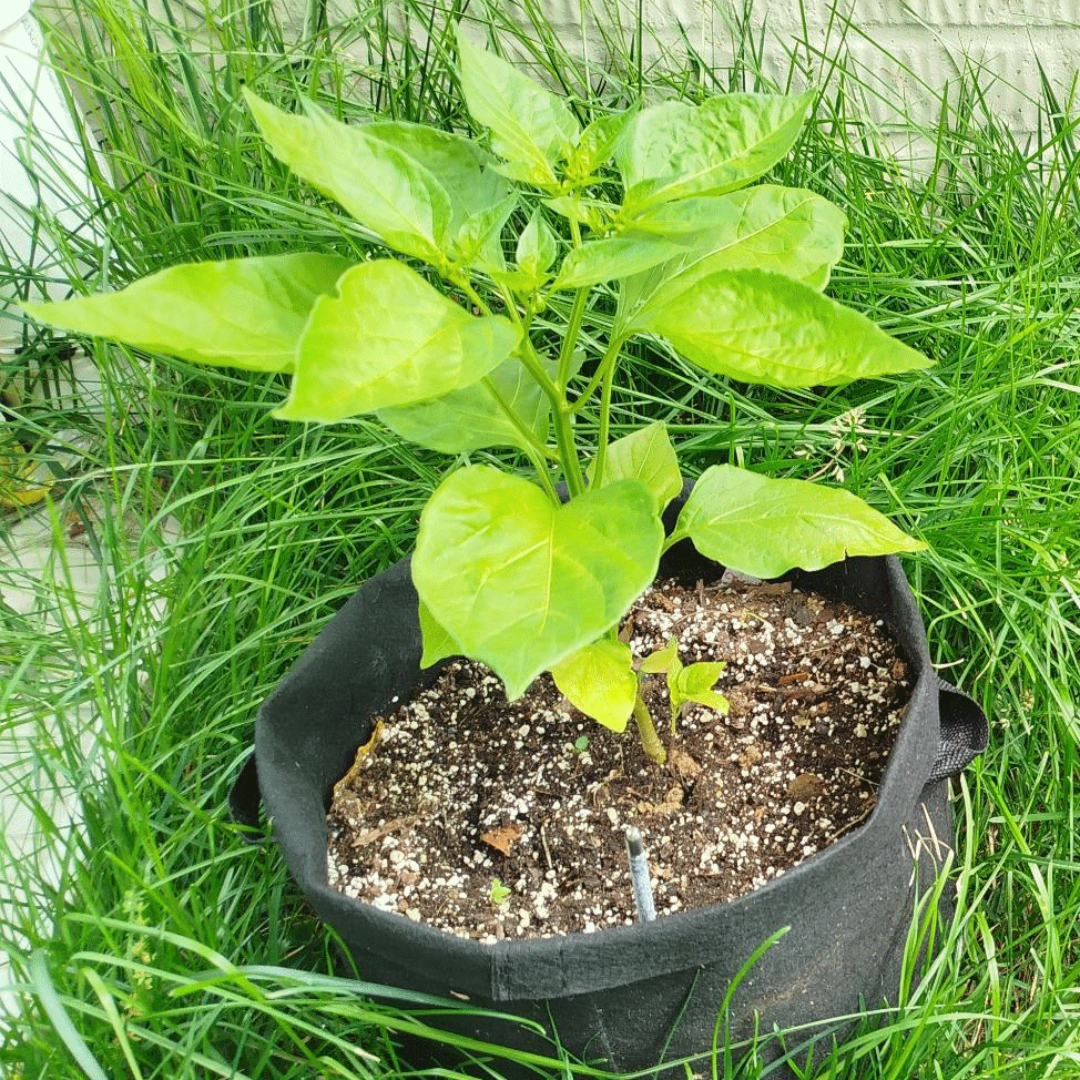Pepper Plants by Moccocheese